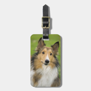 Rauhhaar Collie, Hund Gepäckanhänger