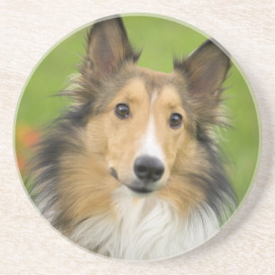 Rauhhaar Collie, Hund Getränkeuntersetzer