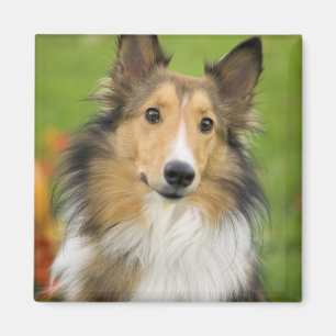 Rauhhaar Collie, Hund Magnet