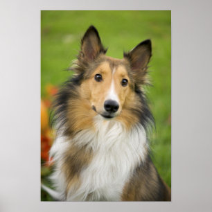 Rauhhaar Collie, Hund Poster