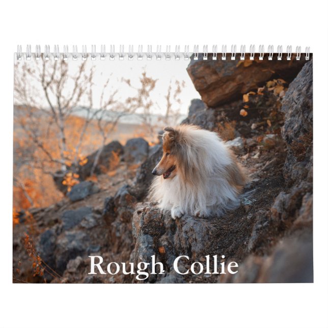 Rauhhaard Collie-Kalender Kalender (Titelbild)