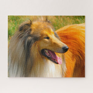Rauhhaarige Collie-Hunde Puzzles. Puzzle