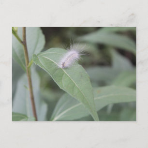 Raupe #4 postkarte