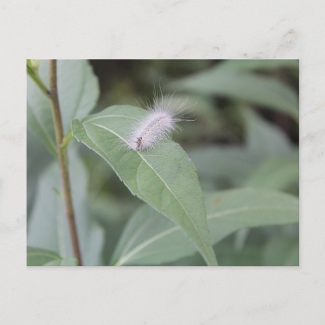 Raupe #4 postkarte (Vorderseite)