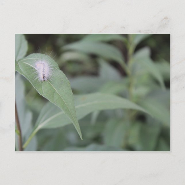 Raupe #5 postkarte (Vorderseite)