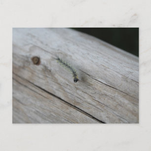 Raupe #9 postkarte