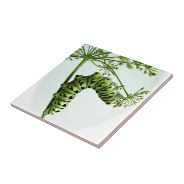 Raupe aus schwarzem Frack isst Petersilie Fliese (Seite)