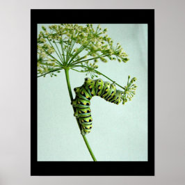 Raupe aus schwarzem Frack isst Petersilie Poster