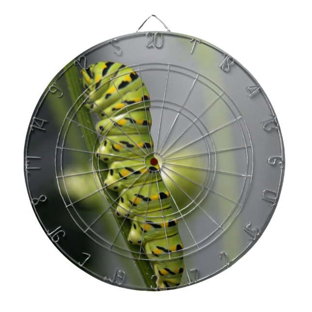 Raupe aus schwarzem Frack (Petersilie) auf Dil. Dartscheibe (vorne)