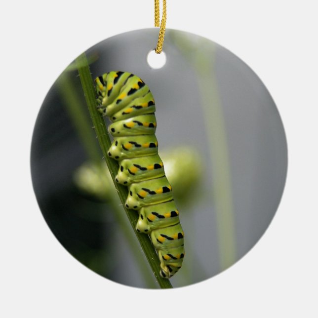 Raupe aus schwarzem Frack (Petersilie) auf Dil. Keramikornament (Vorne)