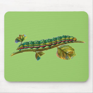 Raupe Calocampa vetusta Mousepad