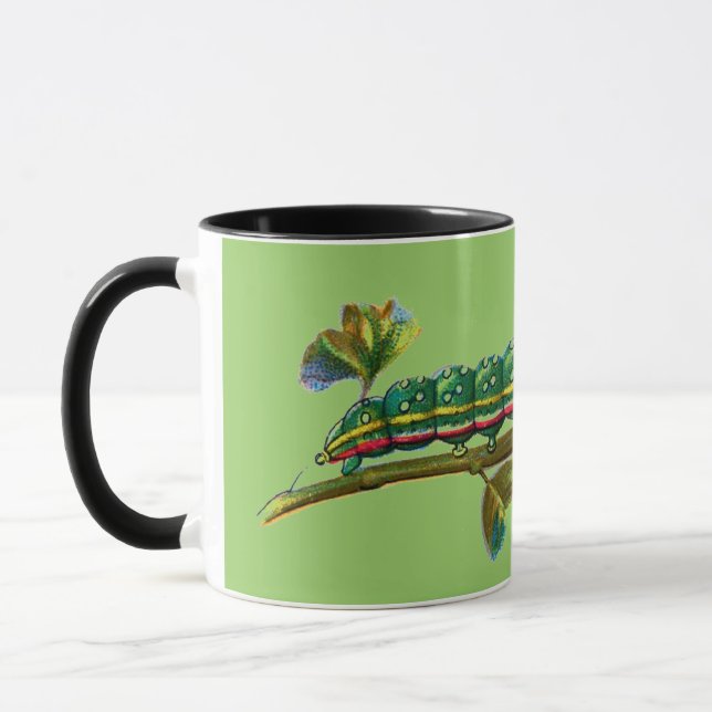 Raupe Calocampa vetusta Tasse (Links)