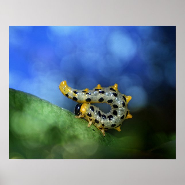 Raupe der breitfüßigen Birkenblattwespe Poster (Vorne)