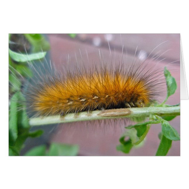 Raupe des Gelbbbären (Vorderseite (Horizontal))