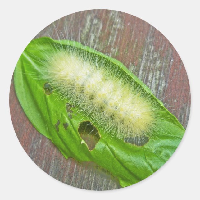 Raupe des Gelbbbären Runder Aufkleber (Vorderseite)
