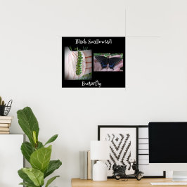 Raupe des schwarzen Fracks/Schmetterling Poster