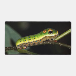 Raupe des Spicebush-Fracks Schreibtischunterlage