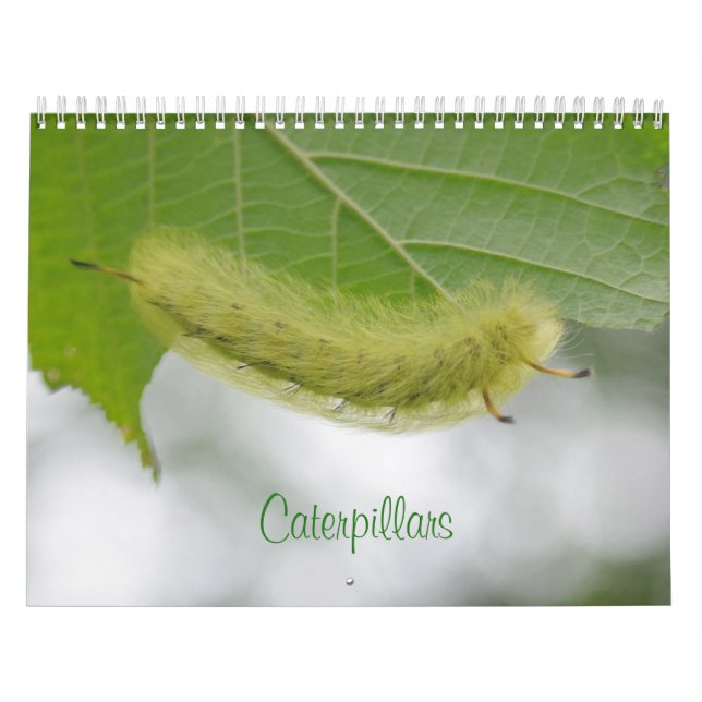 Raupe Kalender (Titelbild)