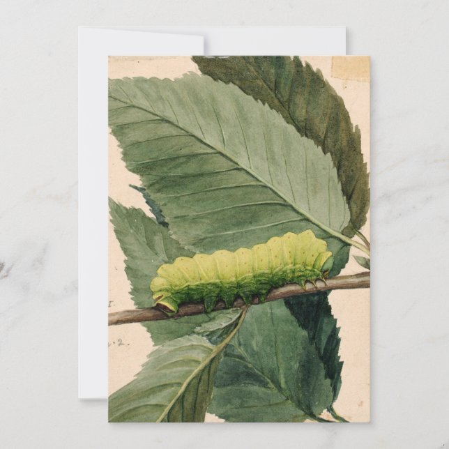 Raupe Lunar | Abbott Handerson Thayer (Vorderseite)