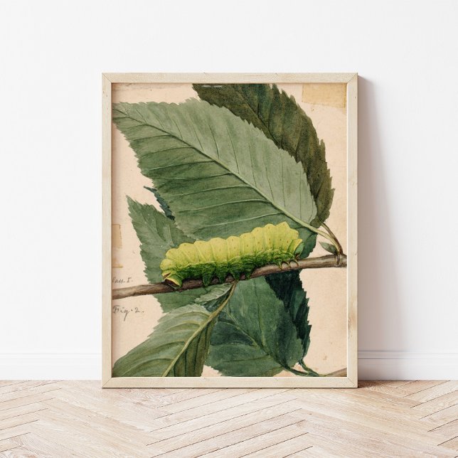 Raupe Lunar | Abbott Handerson Thayer Poster (Von Creator hochgeladen)