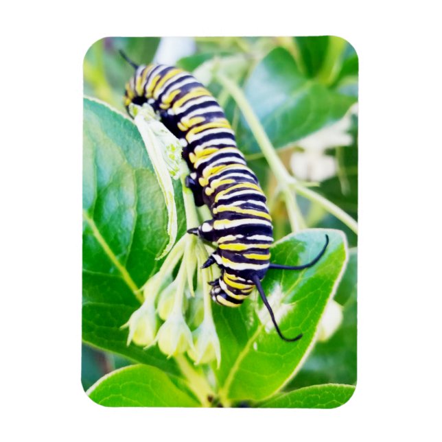 Raupe Munching Monarch Magnet (Vertikal)