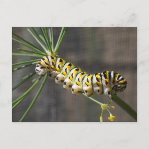 Raupe Postkarte