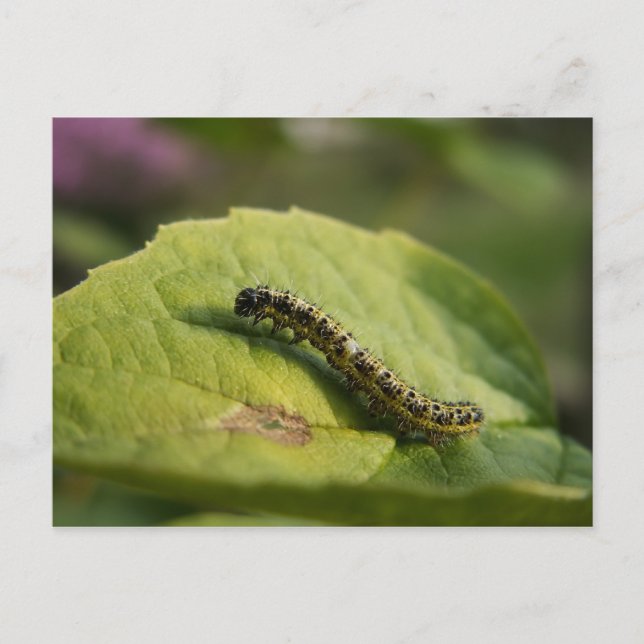 Raupe Postkarte (Vorderseite)