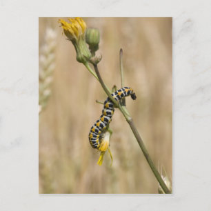 Raupe Postkarte