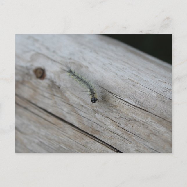 Raupe Postkarte (Vorderseite)
