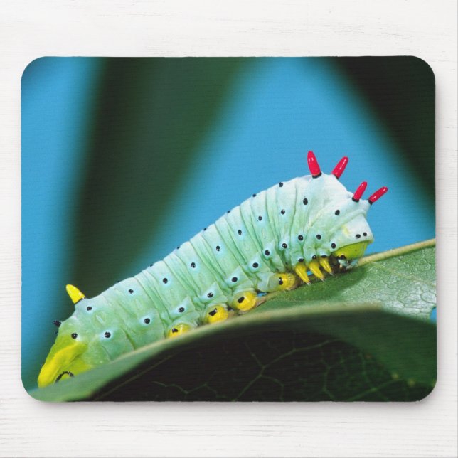 Raupe Prometheus Moth, Callosamia Mousepad (Vorne)