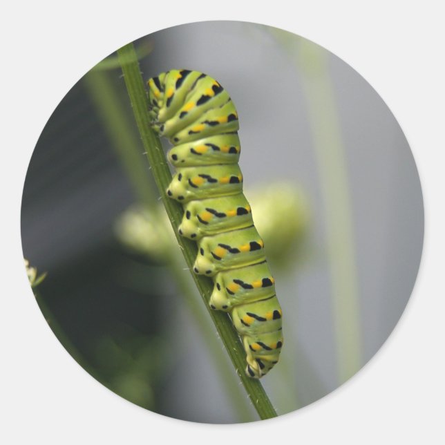 Raupe Runder Aufkleber (Vorderseite)