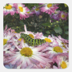 Raupe-Sticker Quadratischer Aufkleber