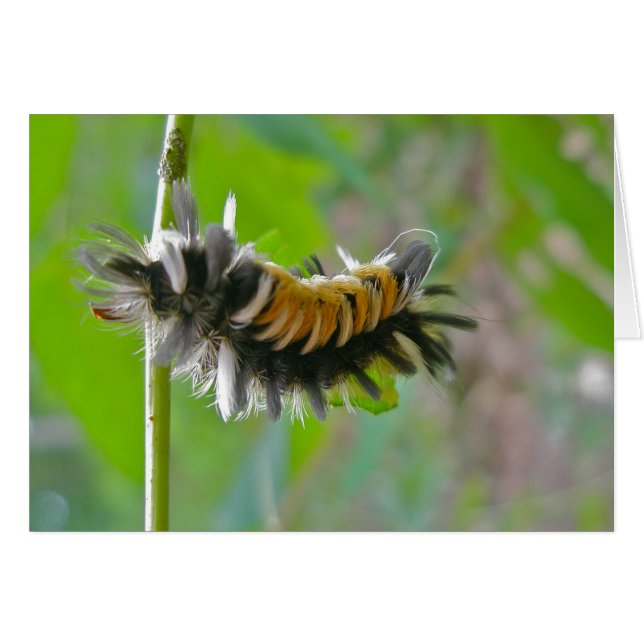 Raupen der Milkweed Tussock Moth (Vorderseite (Horizontal))