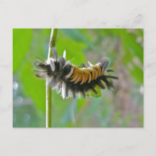 Raupen der Milkweed Tussock Moth Postkarte