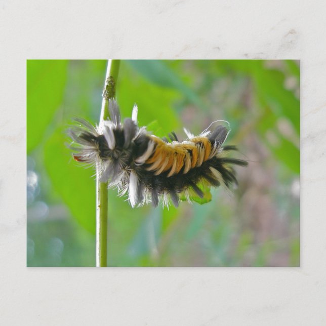 Raupen der Milkweed Tussock Moth Postkarte (Vorderseite)
