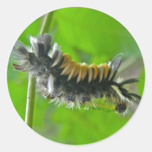 Raupen der Milkweed Tussock Moth Runder Aufkleber