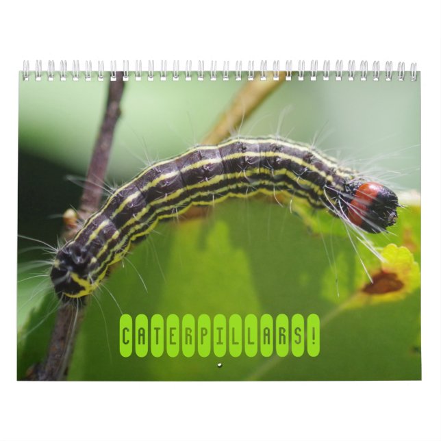 Raupen! Kalender (Titelbild)