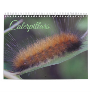 Raupen-Kalender Kalender