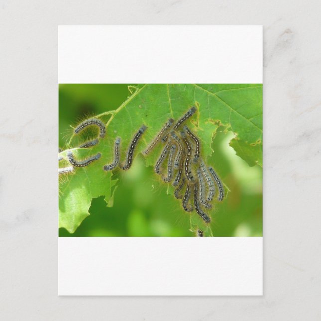 Raupen Postkarte (Vorderseite)