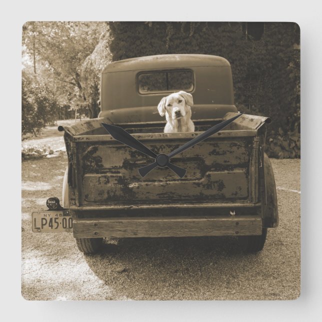 Raus aus dem Dodge - Hundefoto Quadratische Wanduhr (Vorderseite)