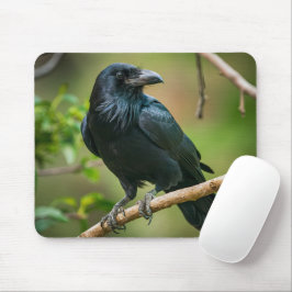 Raven auf einem Baumzweig Mousepad