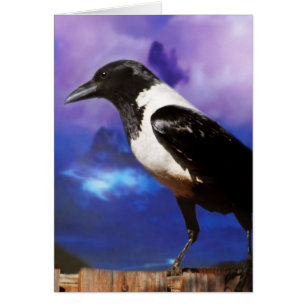 Raven auf einem Zaun