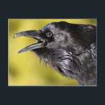 Raven Calling Postkarte<br><div class="desc">Ravens sind atemberaubend,  wenn man sie in der Nähe und im rechten Licht sieht. Sie sind auch sehr clever. Dieser rief seinen Freund an,  um zu kommen und uns aus dem Karo zu holen.</div>
