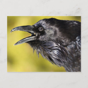 Raven Calling Postkarte
