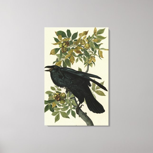 Raven (Common Raven) von Audubon Birds of America Leinwanddruck (Vorderseite)