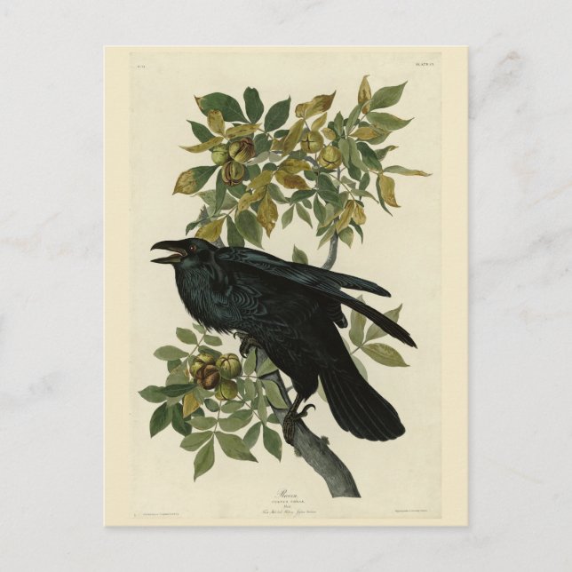 Raven (Common Raven) von Audubon Birds of America Postkarte (Vorderseite)
