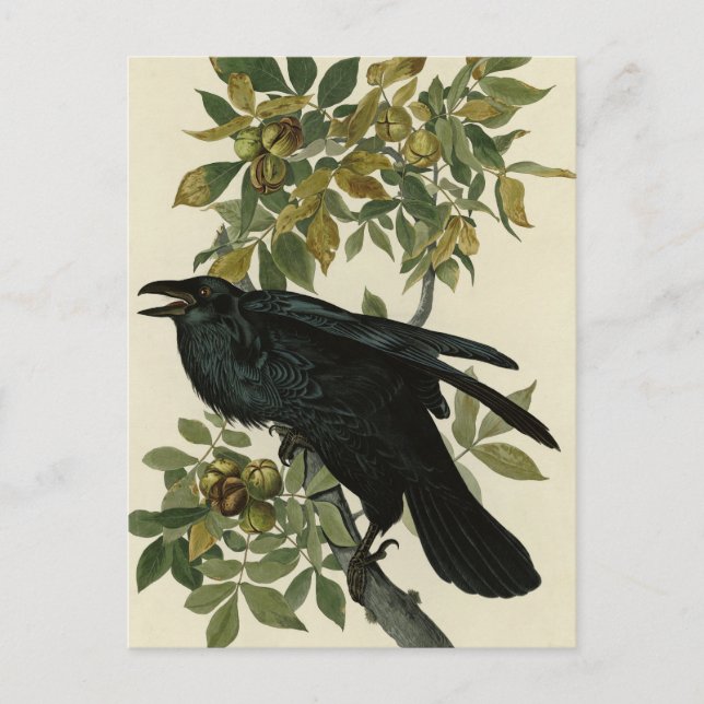 Raven (Common Raven) von Audubon Birds of America Postkarte (Vorderseite)
