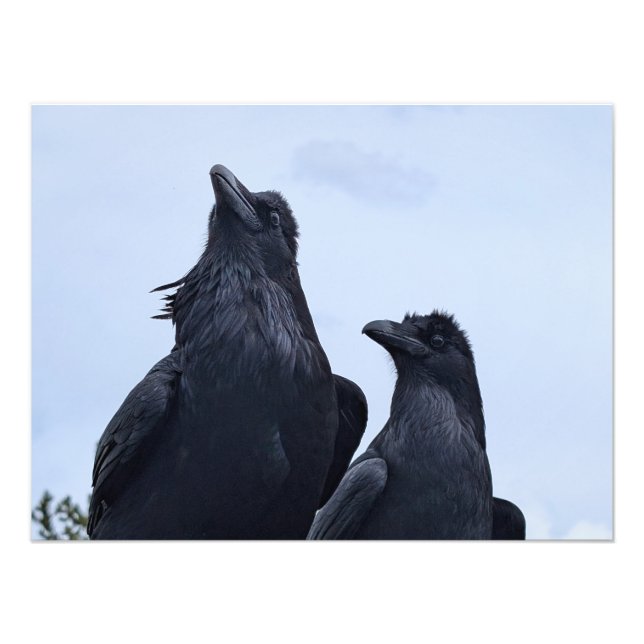 Raven Fotodruck (Vorne)