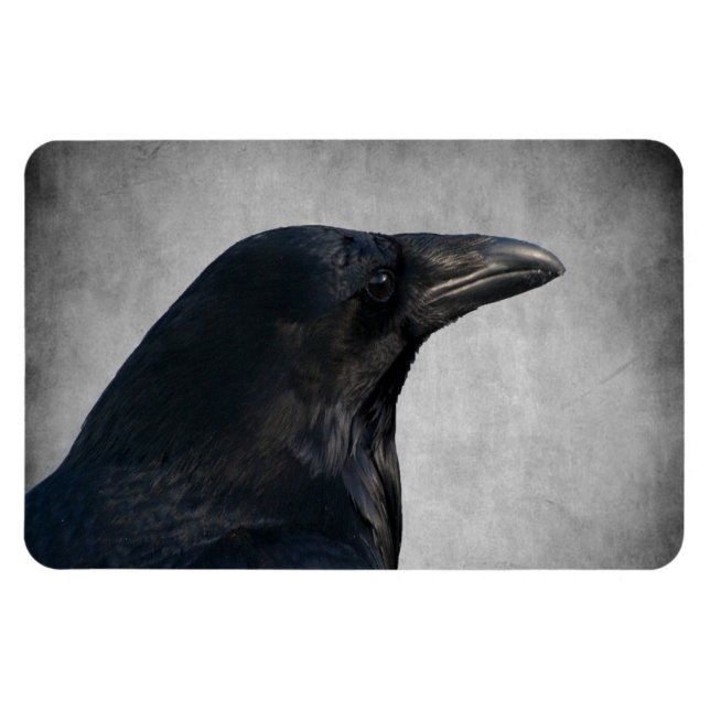 Raven Glamour Shot Magnet (Horizontal)
