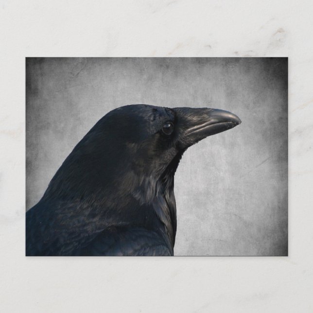 Raven Glamour Shot Postkarte (Vorderseite)